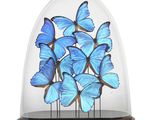 des papillons bleus dans une cloche en verre posée sur un socle en bois