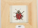 a picture of a picture of a ladybug in a picture frame