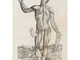 a drawing of a man ' s torso and arm with muscles