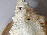 a white shell on a wooden plate on a table