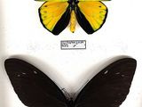 two yellow and black butterflies in a white frame