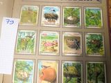 une photo d'un livre contenant des illustrations d'oiseaux et d'autres animaux