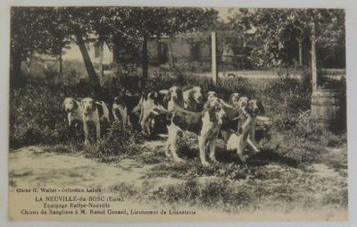 une photo en noir et blanc représentant un groupe de chiens dans un champ