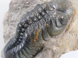 an image of a fossilized insect on a rock