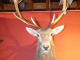 a deer head mounted on a wall in a room
