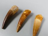 three fossil teeth are displayed on a table with a white background