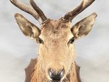 un gros plan d'une tête de cerf empaillée accrochée au mur