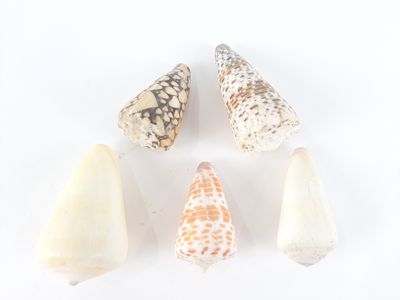 four different types of seashells on a white surface