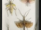 une photo représentant une photo d'insectes dans un cadre