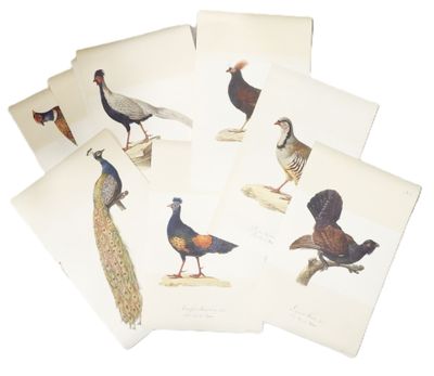 six different types of pheasants on a white background