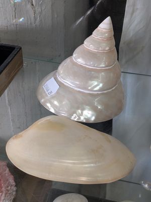a glass display case with various shells on it