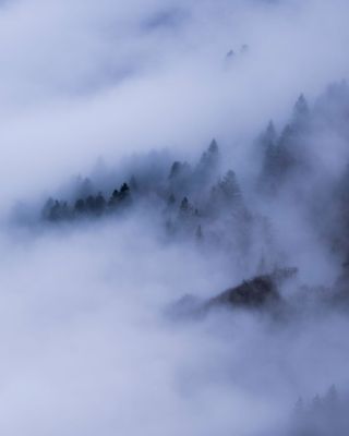 Un épais brouillard recouvre le paysage d'une zone boisée, avec des pins au premier plan