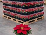 a plant that is sitting on a pallet in the middle of a warehouse