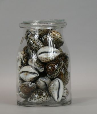 a glass jar filled with shells on a white surface