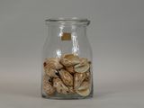 a glass jar with shells in it on a table