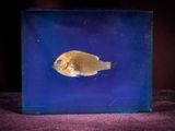 a small fish in a glass box on a table
