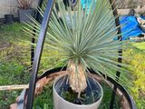a potted plant in the middle of a potted plant