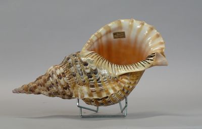 a seashell on a stand on a white background