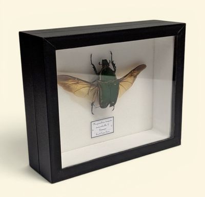 Cadre de taxidermie contenant un scarabée émeraude Grande cé…