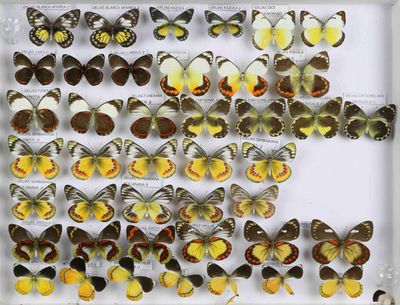 de nombreux types de papillons dans une vitrine