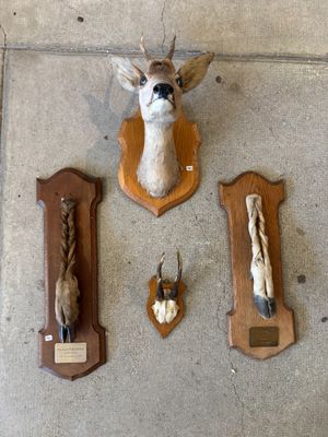 une tête de cerf accrochée au mur à côté d'autres trophées