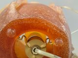 a close up picture of a gummy apple with a toothpick sticking out of it