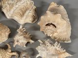 a lot of shells that are on a table