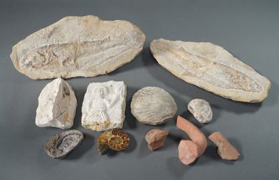 plusieurs types de roches et de coquillages sur une surface grise