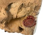 un cachet de cire sur un morceau de roche, sur fond blanc