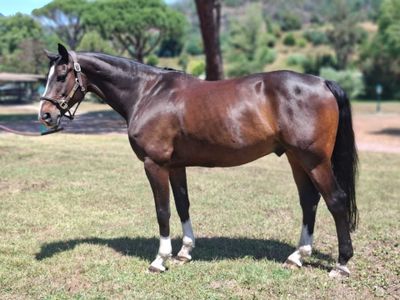 un cheval brun dans un champ, avec des arbres en arrière-plan