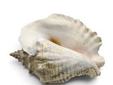 a shell that is sitting on a white surface