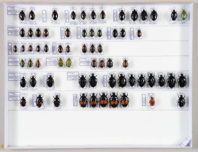 de nombreux insectes exposés dans un cadre blanc