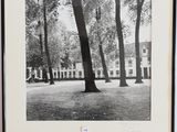 photographie en noir et blanc d'un arbre dans un parc, avec un bâtiment en arrière-plan