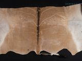 an image of a piece of leather with a leaf pattern on it