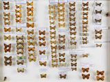de nombreux types de papillons exposés dans une vitrine