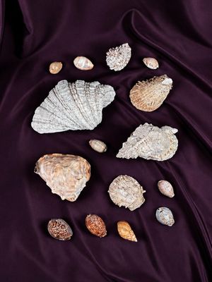divers coquillages sur un fond de soie violette
