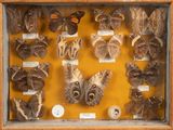 many different types of moths displayed in a display case