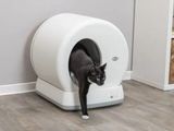 un chat debout à l'intérieur d'un bac à litière
