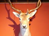 a deer head mounted on the wall of a restaurant