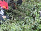 a tractor that has fallen over in the grass