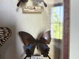 three butterflies in a glass case on display in a room
