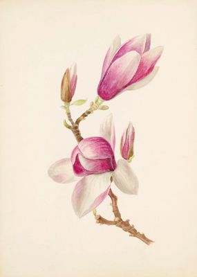 a painting of a pink and white flower on a branch