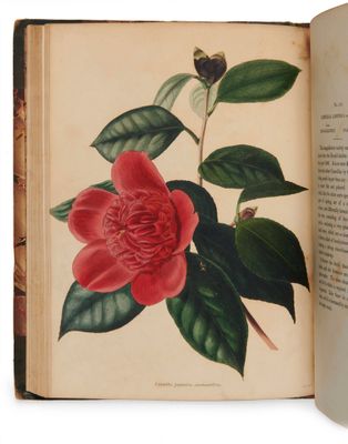 un livre ouvert sur lequel figure l'image d'une fleur
