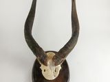 une tête d'antilope fixée sur un socle en bois, sur fond blanc