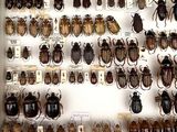 a lot of bugs that are on display in a case