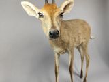 a stuffed deer that is standing on a white surface