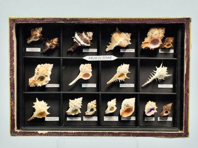 de nombreux coquillages dans une vitrine accrochée au mur