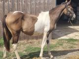 un cheval brun et blanc debout devant une grange