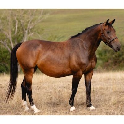 un cheval qui se tient dans un pré