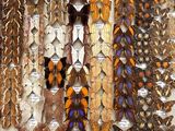 many different types of butterflies displayed in a display